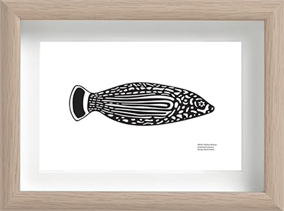 White-Dashes Wrasse