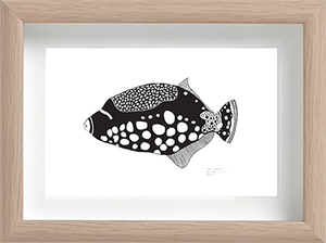 Clown Trigger Fish