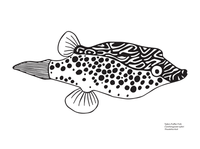 Tylers Puffer Fish