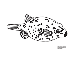 Black Spotted Pufferfish