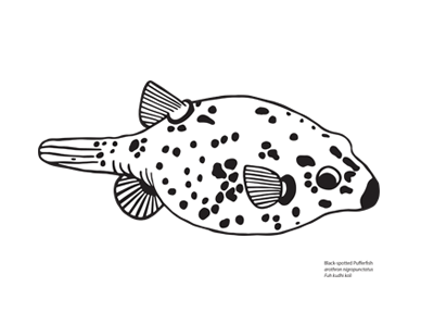 Black Spotted Pufferfish