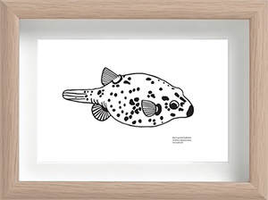 Black Spotted Pufferfish